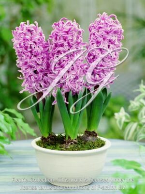 botanic stock photo Hyacinthus Paul Hermann