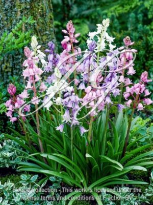 botanic stock photo Hyacinthus Hispanica Mixed