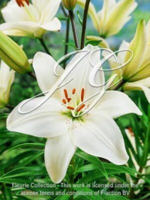 botanic stock photo Lilium Snow storm