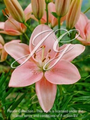 botanic stock photo Lilium Vivaldi