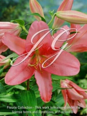 botanic stock photo Lilium Sakura