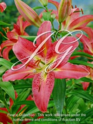 botanic stock photo Lilium Dordogne
