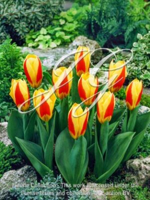 botanic stock photo Tulipa Stresa