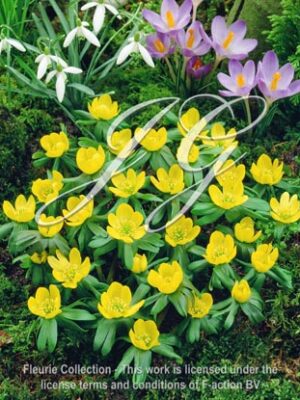 botanic stock photo Eranthis Hyemalis