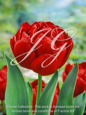 botanic stock photo Tulipa Uncle Tom