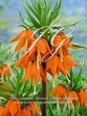imperialis 'Aurora'