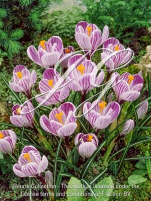 botanic stock photo Crocus vernus Pickwick