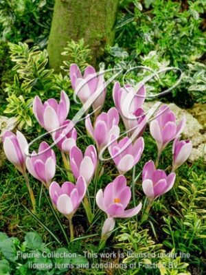 botanic stock photo Crocus Vanguard