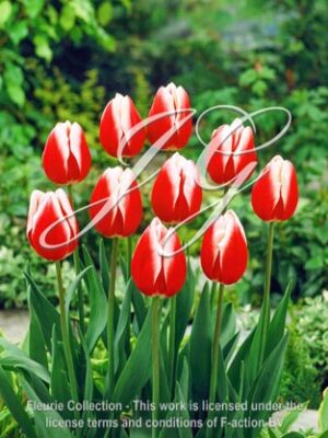botanic stock photo Tulipa Leen van der Mark
