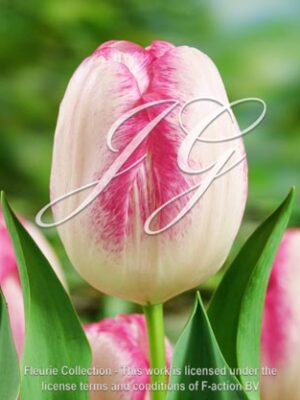 botanic stock photo Tulipa Salvo