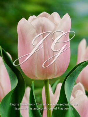 botanic stock photo Tulipa Gabriella