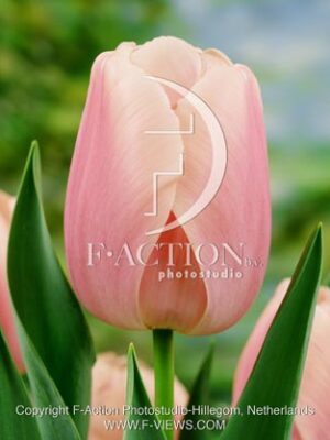 botanic stock photo Tulipa Tulipa