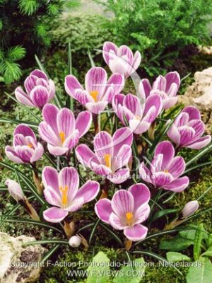 botanic stock photo Crocus Crocus