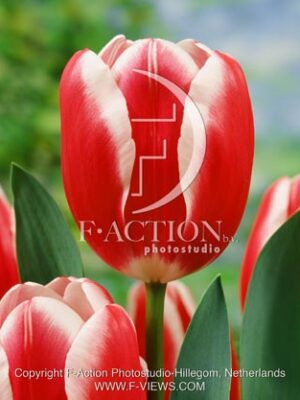 botanic stock photo Tulipa Tulipa