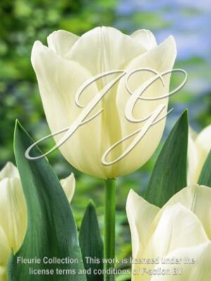 botanic stock photo Tulipa Agrass Creme