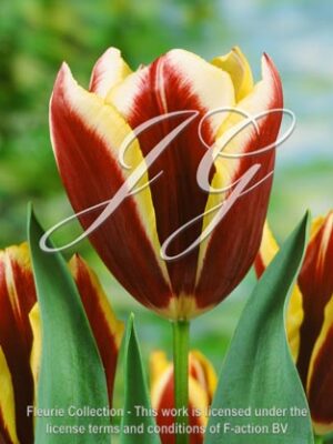 botanic stock photo Tulipa Gavota