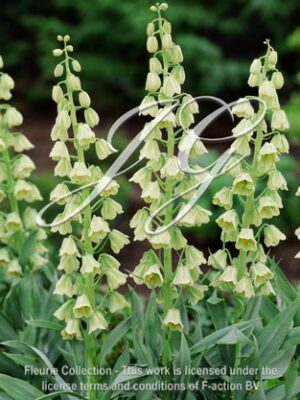 Ivory Bells