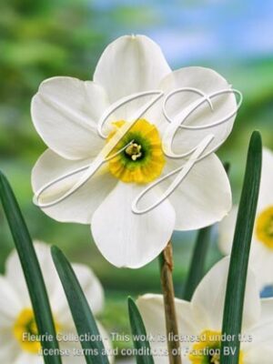 botanic stock photo Narcissus Argurus