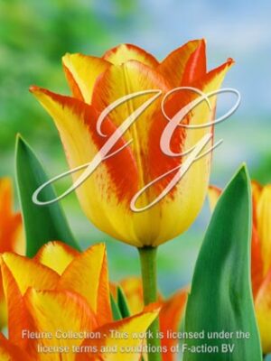 botanic stock photo Tulipa Fireline