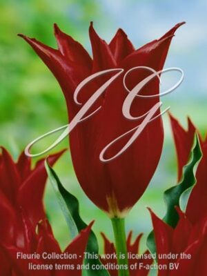 botanic stock photo Tulipa Lasting Love