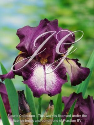botanic stock photo Iris Attention Please
