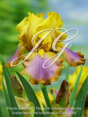 botanic stock photo Iris Brown Lasso
