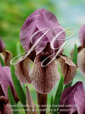 botanic stock photo Iris Dardanus
