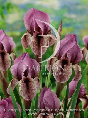 botanic stock photo Iris Iris