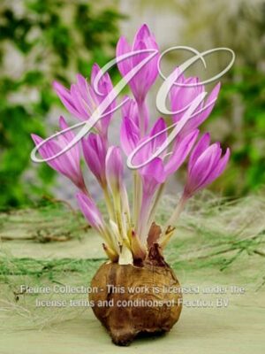 Lilac Wonder