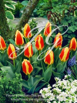 botanic stock photo Tulipa Stresa