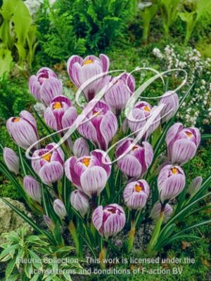 botanic stock photo Crocus vernus Pickwick