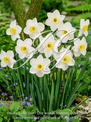 botanic stock photo Narcissus Sidley