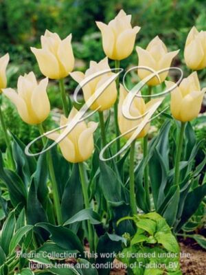 Agrass Creme