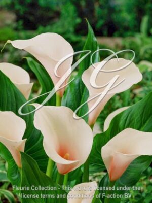 botanic stock photo Zantedeschia Pink Mist