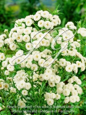 botanic stock photo Achillea The Pearl