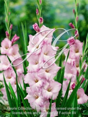 botanic stock photo Gladiolus Blues