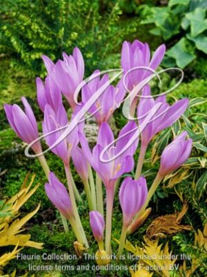 Lilac Bedder