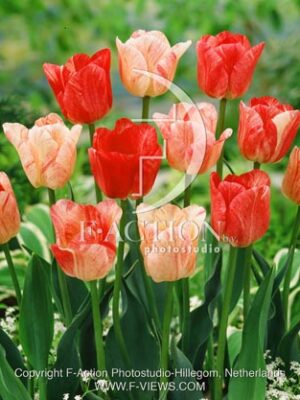 botanic stock photo Tulipa Tulipa