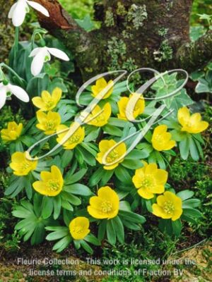 botanic stock photo Eranthis Hyemalis