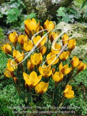 chrysanthus Zwanenburg Bronze