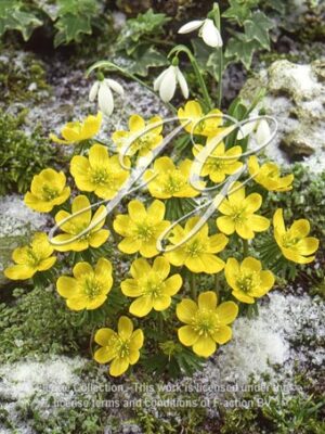 Cilicica