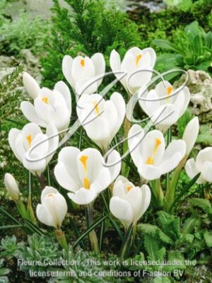 botanic stock photo Crocus Jeanne D'Arc