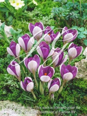 botanic stock photo Crocus Fantasy