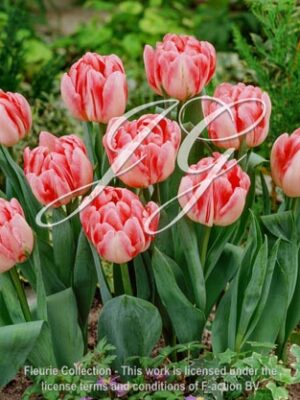 botanic stock photo Tulipa Foxtrot