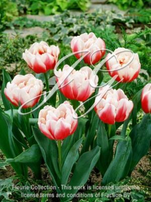 botanic stock photo Tulipa Wirosa