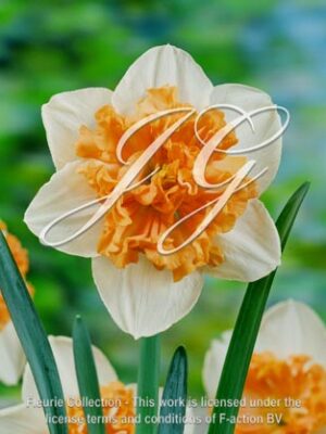 botanic stock photo Narcissus Hungarian Rhapsody