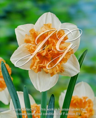 botanic stock photo Narcissus Hungarian Rhapsody