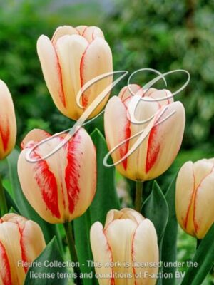 botanic stock photo Tulipa Surprise Star