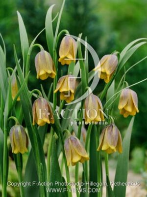 botanic stock photo Fitillaria Fritillaria