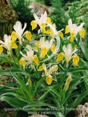 botanic stock photo Iris Iris